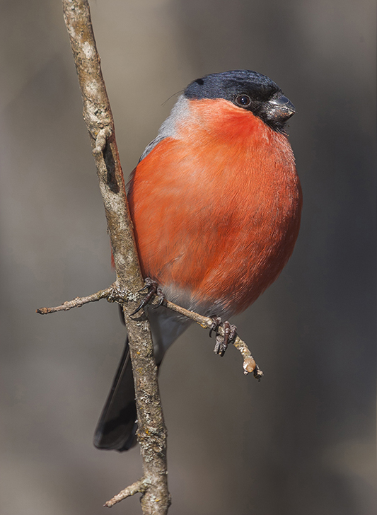 Gil - piękna rzadkość w przydomowych ogrodach.