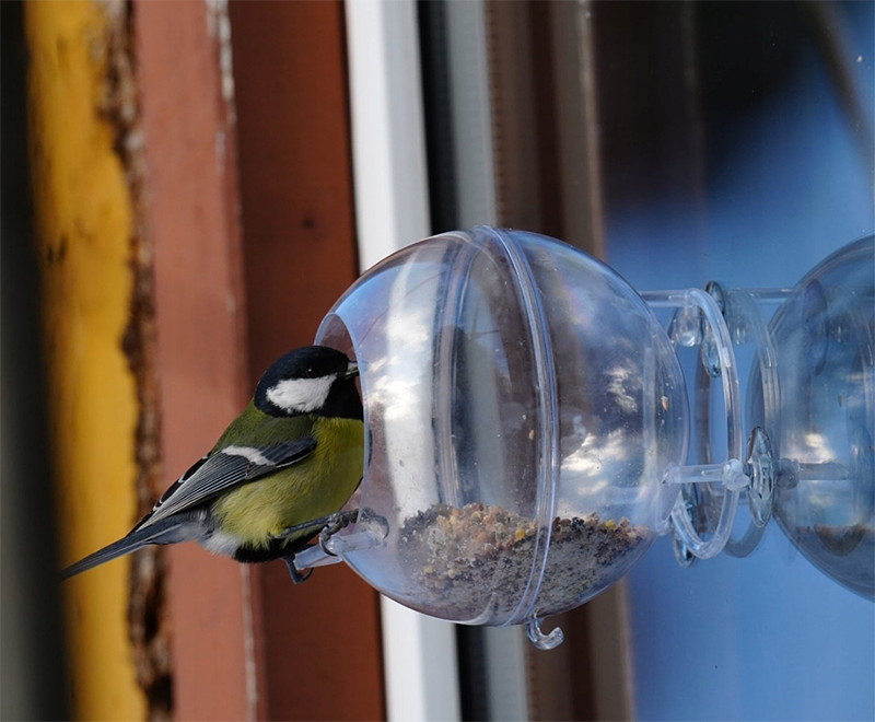 Karmnik Edukacyjny Zestaw 5 Karmnik edukacyjny na szybę