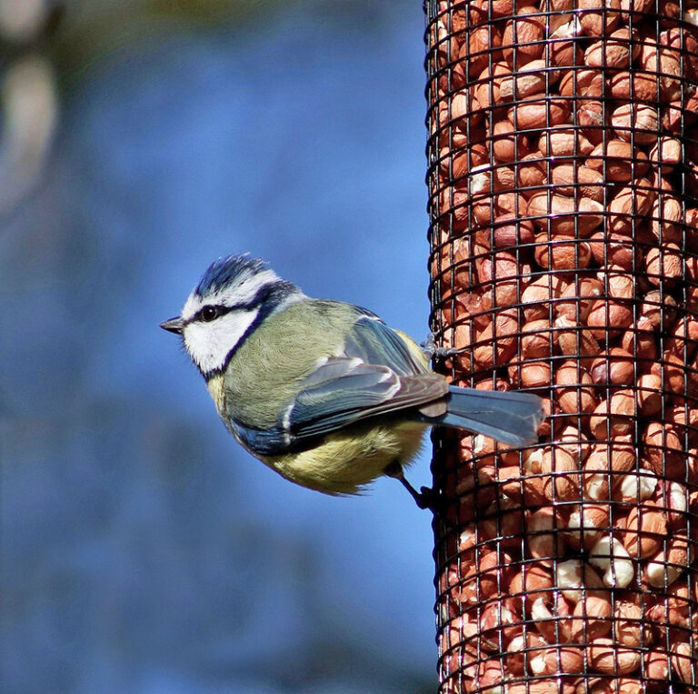 Karmnik na orzechy ziemne, arachidowe -modraszka