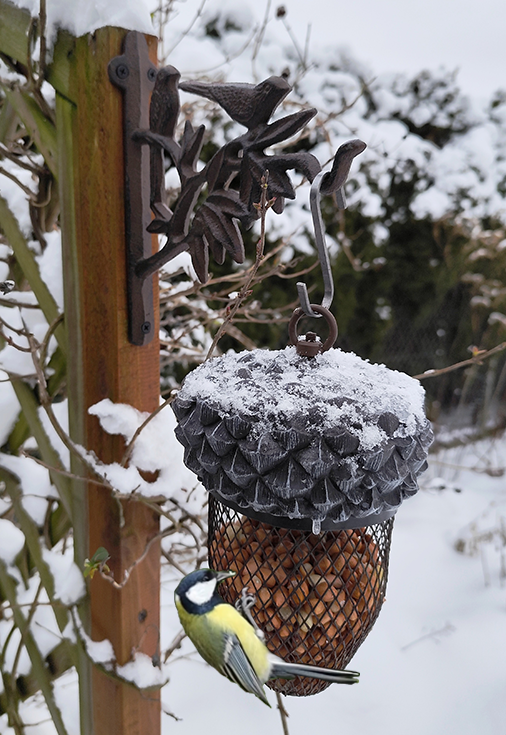 Karmnik żołędziowy - zima