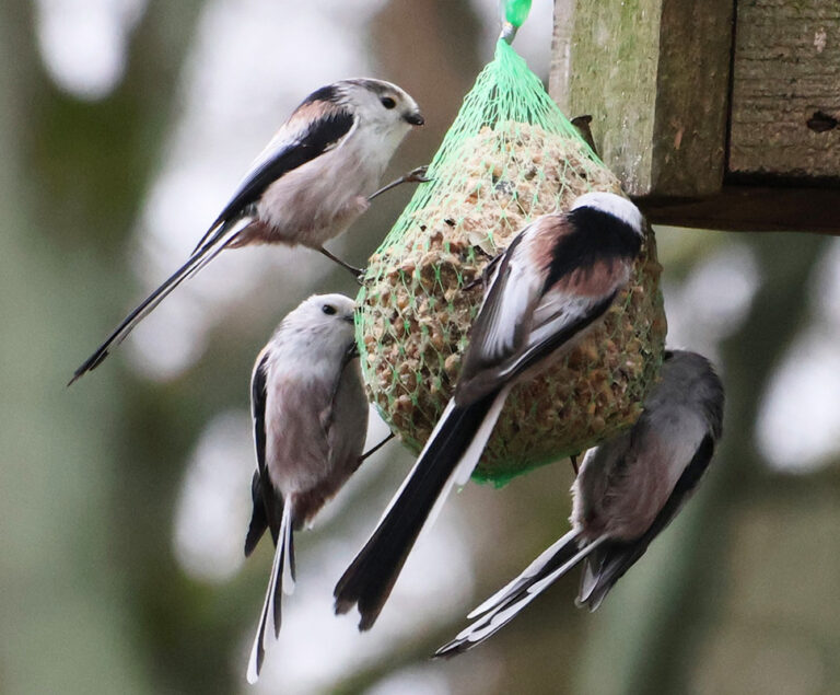 Kule tłuszczowe - raniuszki