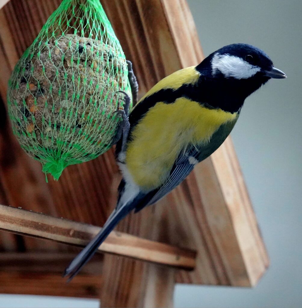 Kule tłuszczowe 6 sztuk - bogatka