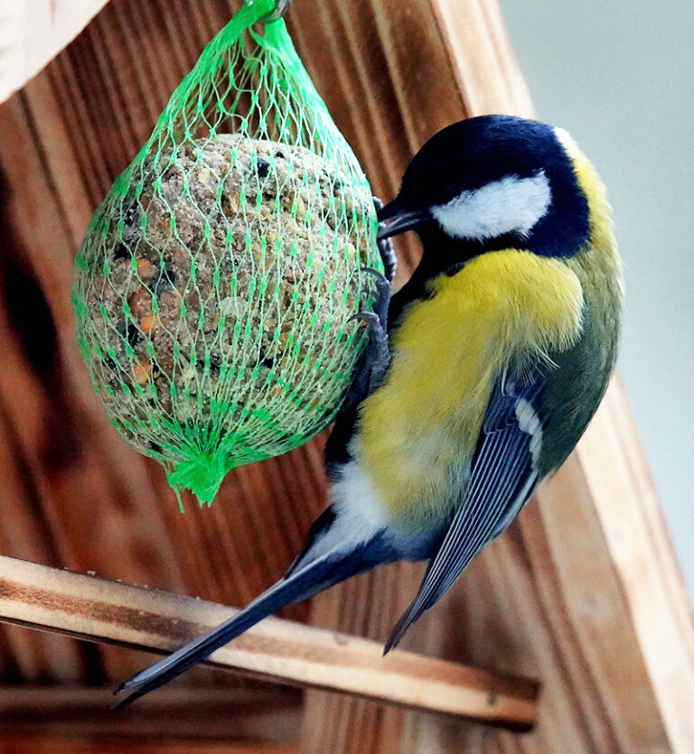 Kule tłuszczowe 6 sztuk - bogatka