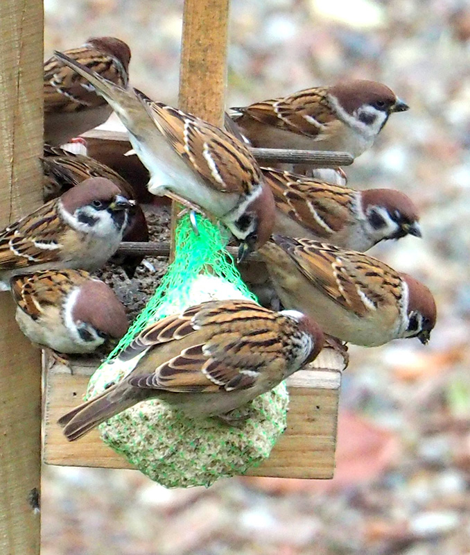 Kule tłuszczowe - wróble