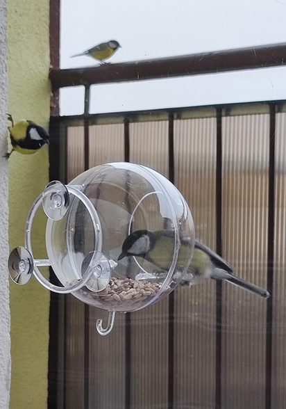 Karmnik Edukacyjny Zestaw 13 Karmnik edukacyjny dla dzikich ptaków