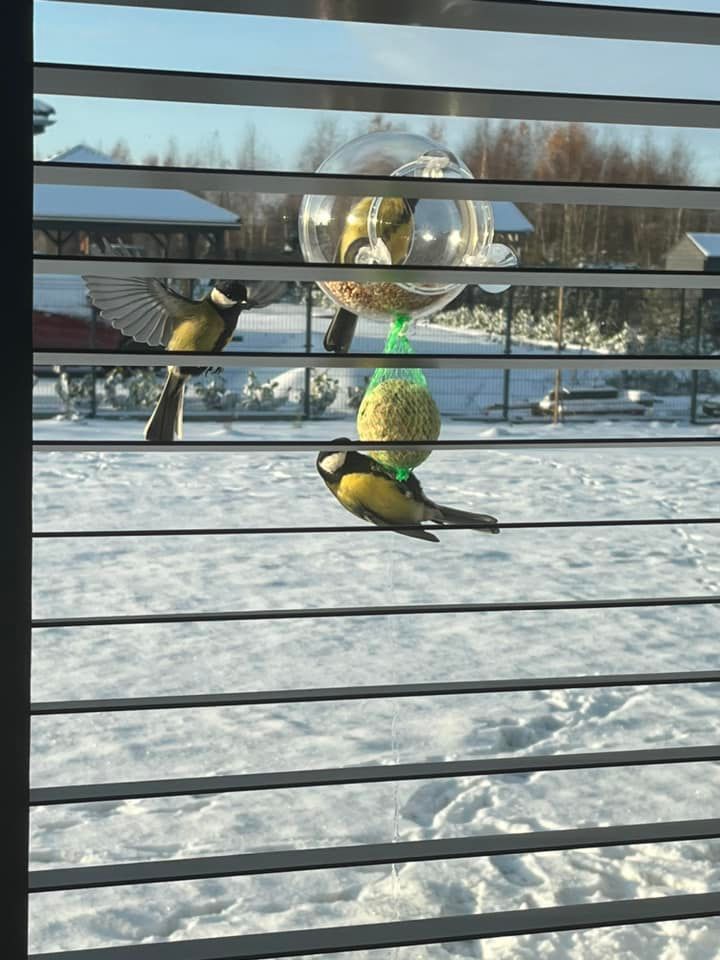 Karmnik Edukacyjny Zestaw 22 Karmnik edukacyjny dla dzikich ptaków