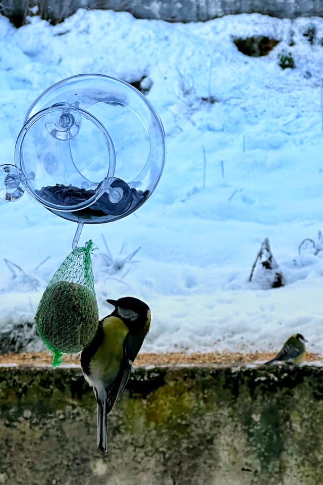 Karmnik Edukacyjny Zestaw 23 Karmnik edukacyjny dla dzikich ptaków