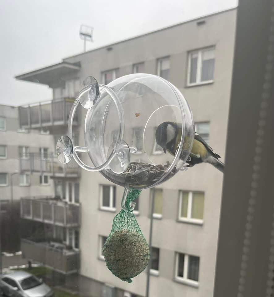 Karmnik Edukacyjny Zestaw 25 Karmnik edukacyjny dla dzikich ptaków