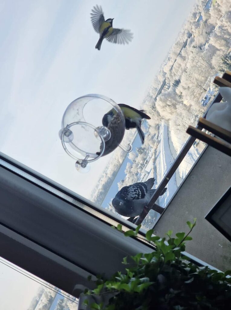 Karmnik Edukacyjny Zestaw 18 Karmnik edukacyjny dla dzikich ptaków