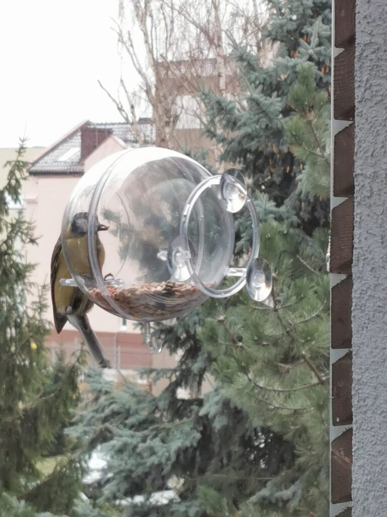 Karmnik Edukacyjny Zestaw 19 Karmnik edukacyjny dla dzikich ptaków