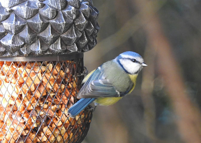 Karmnik Żołądź, zestaw z orzeszkami