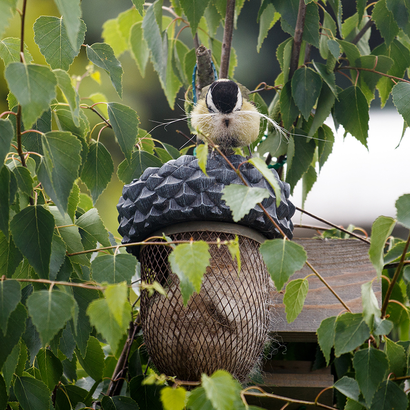 Karmnik Żołądź, zestaw z orzeszkami