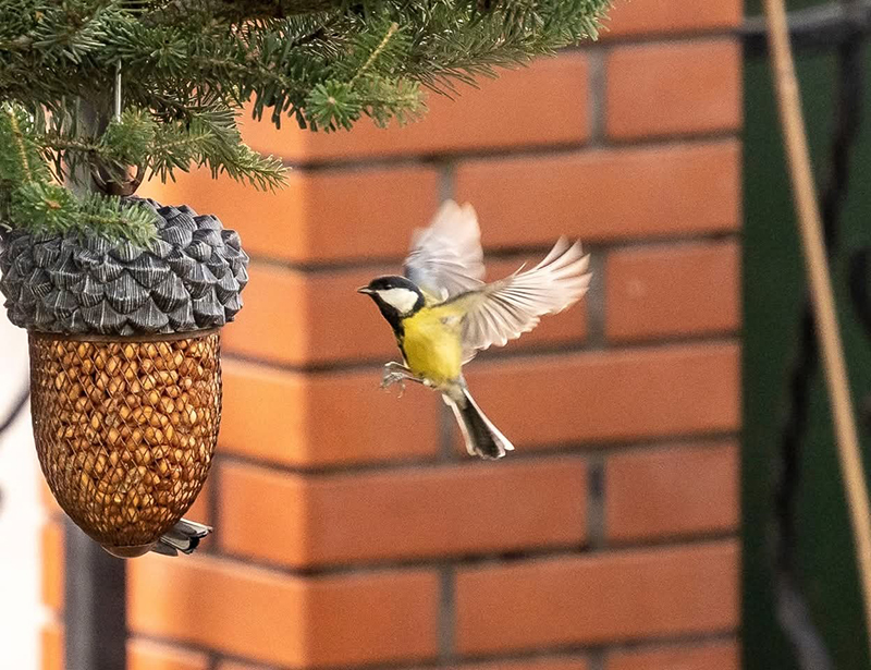 Karmnik Żołądź, zestaw z orzeszkami