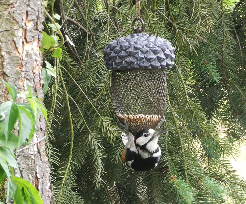 Karmnik Żołądź, zestaw z orzeszkami