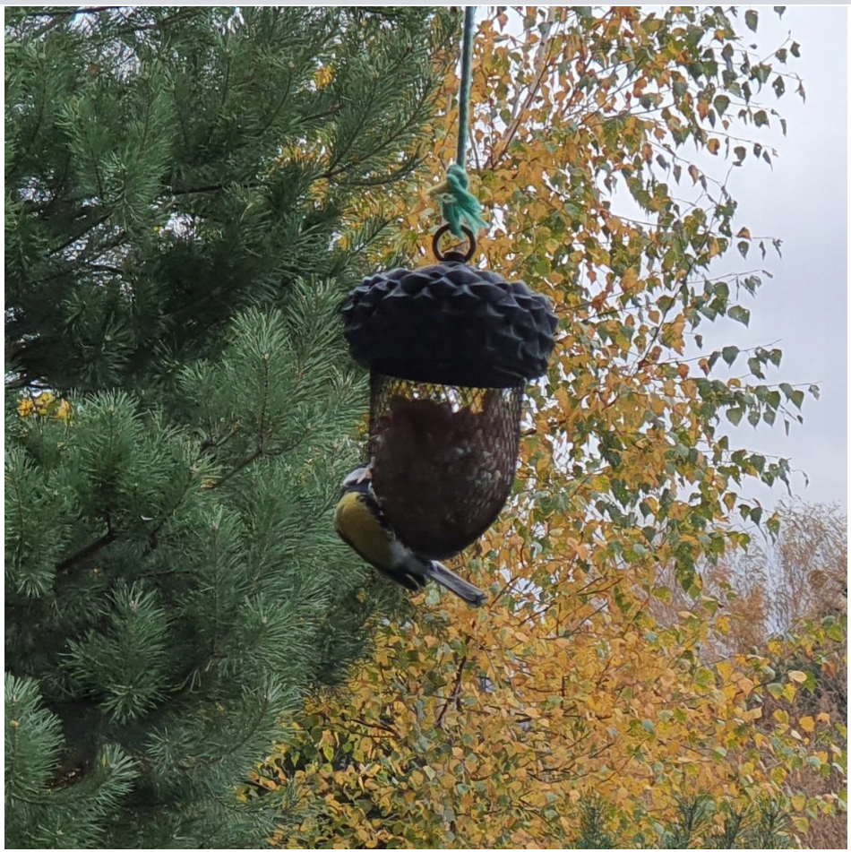 Karmnik Żołądź, zestaw z orzeszkami