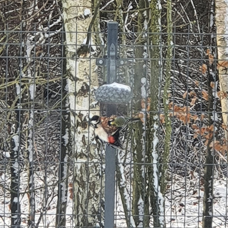 Karmnik Żołądź, zestaw z orzeszkami