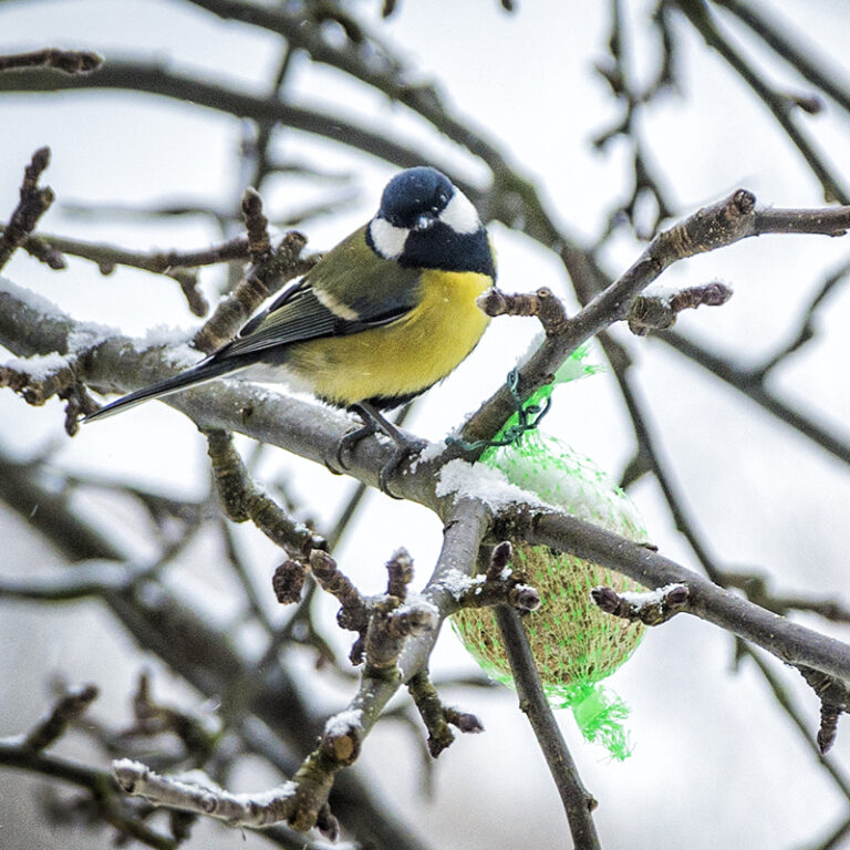 Kule tłuszczowe - bogatka