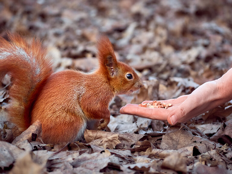 Orzeszki ziemne są idealną przekąską