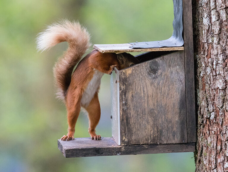 Wiewiórka zajadająca orzeszki ziemne z karmnika