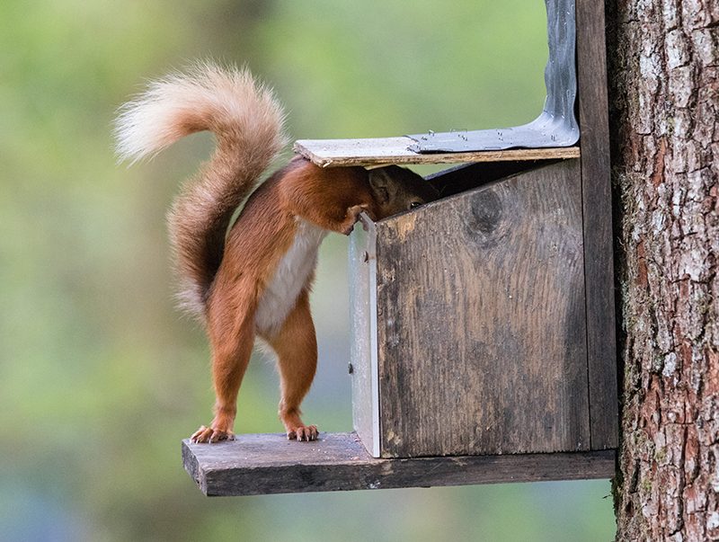 Wiewiórka zajadająca orzeszki ziemne z karmnika