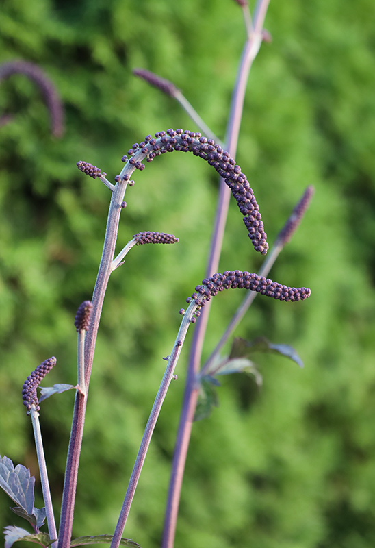 Świecznica groniasta
