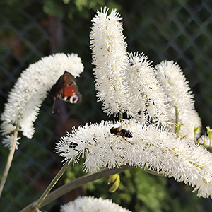 Zapach nadchodzącej jesieni 49 Zapach nadchodzącej jesieni - świecznica graniasta.