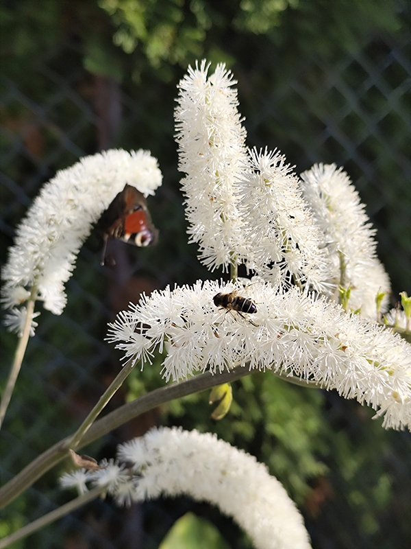 Zapach nadchodzącej jesieni - świecznica graniasta.