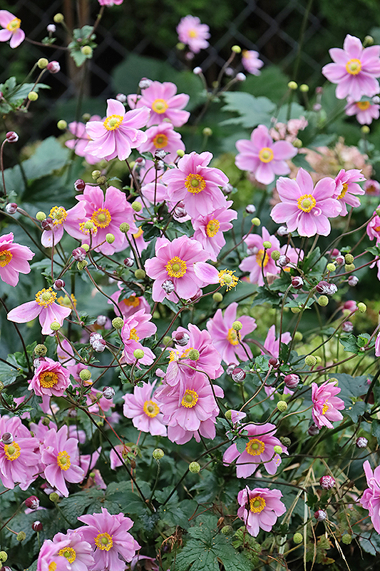 Zawilce jesienne 'Königin Charlotte'