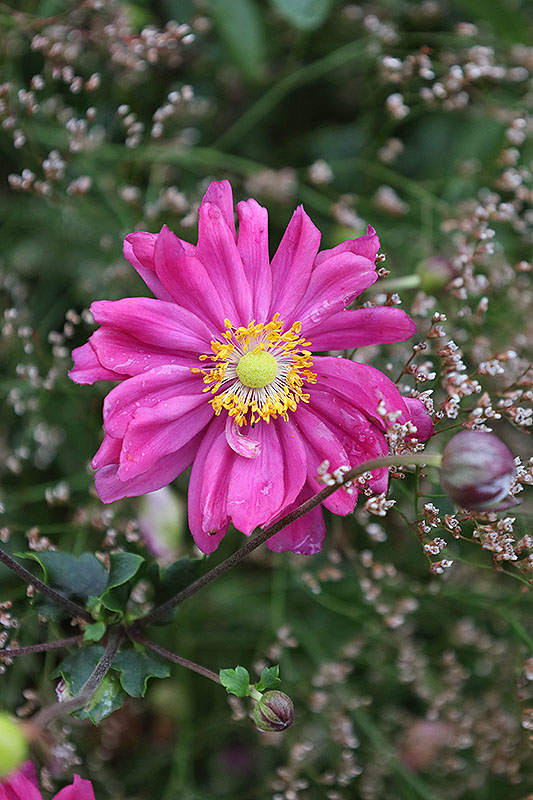 Zawilce jesienne - Prinz Heinric