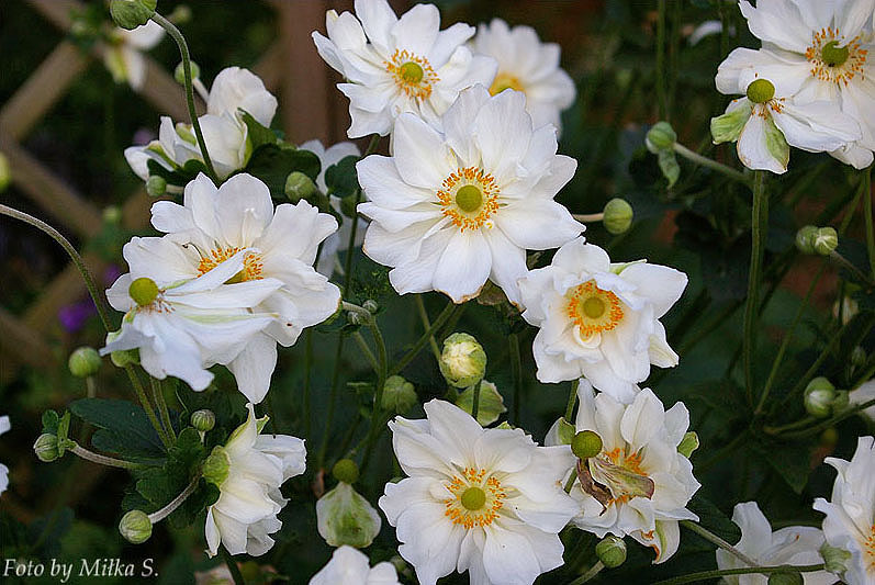 Zawilce jesienne 'Whirlwind'