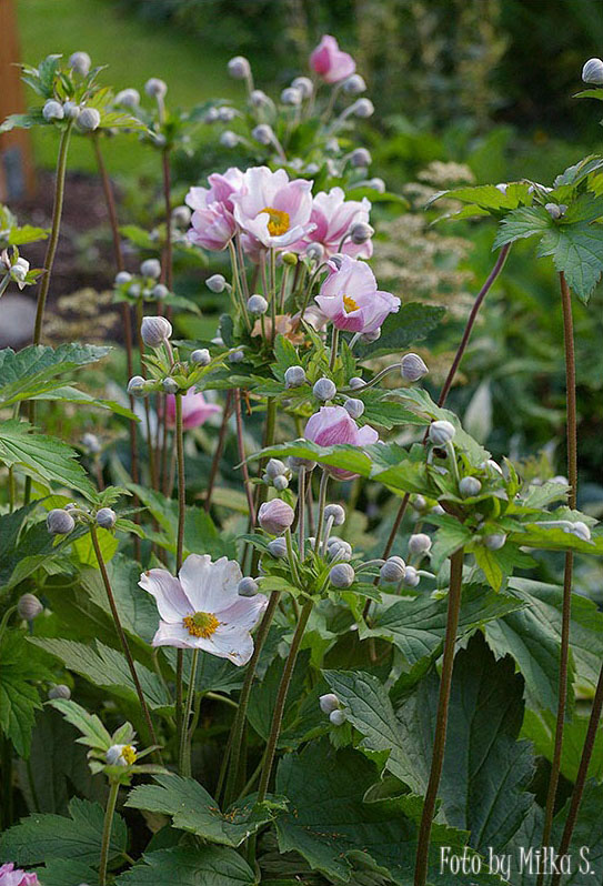 Zawilce jesienne - Anemone hupehensis var. japonica