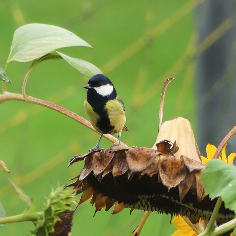 Nasiona słonecznika - bogatka