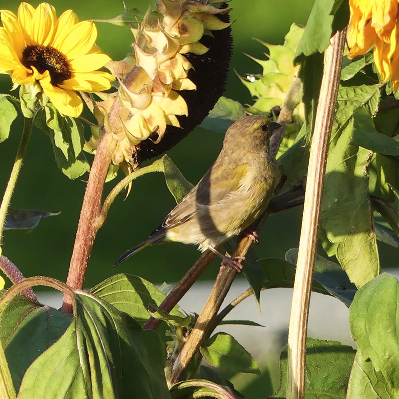 Nasiona słonecznika - dzwoniec