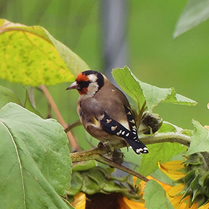 Jesień w moim ogrodzie 27 Nasiona słonecznika - szczygieł
