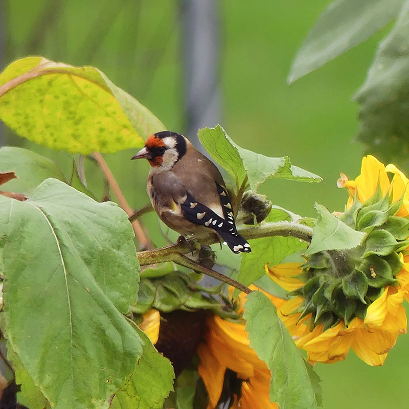 Nasiona słonecznika - szczygieł