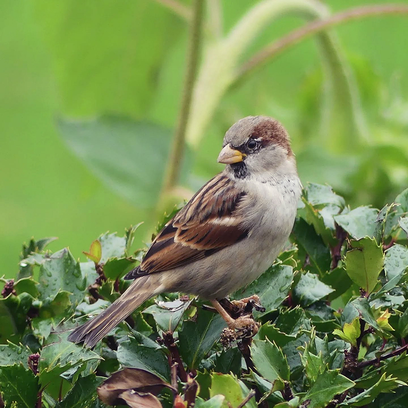 Nasiona słonecznika - wróbel domowy