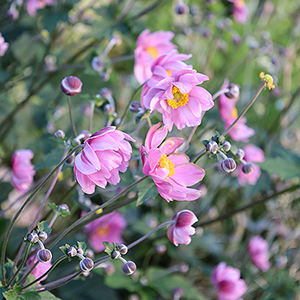 Zawilce jesienne 43 Zawilce jesienne 'Königin Charlotte'