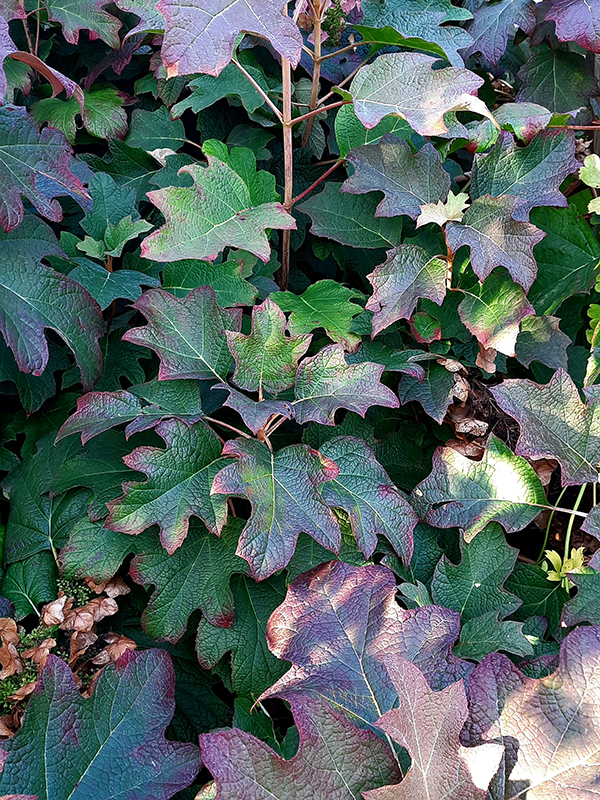 hortensja kosmata - jesienne przebarwienie