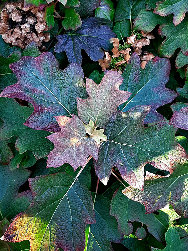 hortensja kosmata - jesienne przebarwienie
