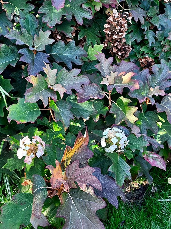 hortensja kosmata - jesienne przebarwienie