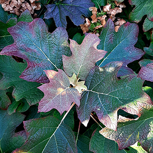 Jesienne przebarwienie 10 hortensja kosmata - jesienne przebarwienie