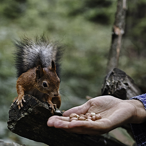 Wiewiórki w ogrodzie 1 Dokarmianie wiewiórek orzeszkami ziemnymi