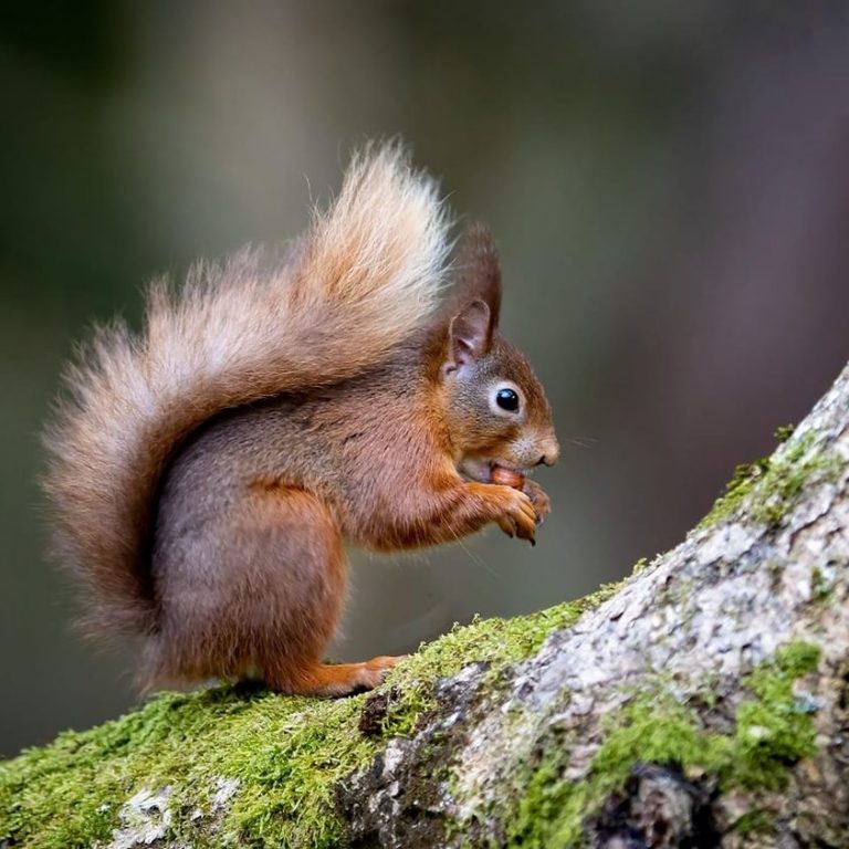 Orzeszki ziemne są idealną przekąską