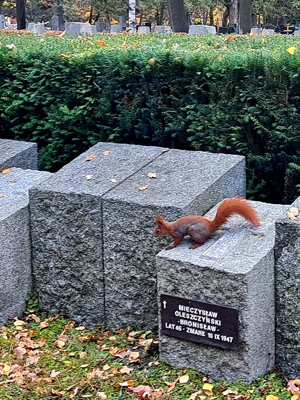 Orzeszki ziemne są idealną przekąską