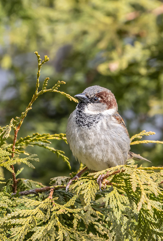 Wróbel domowy - samczyk
