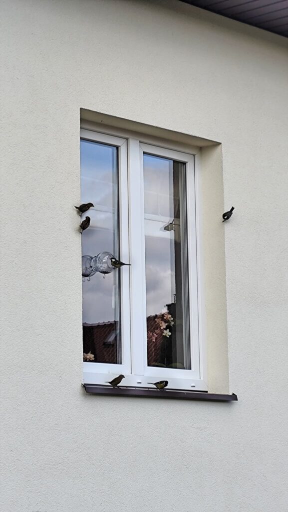 Karmnik Edukacyjny Zestaw 28 KDM100.pl - Karmnik edukacyjny dla dzikich ptaków